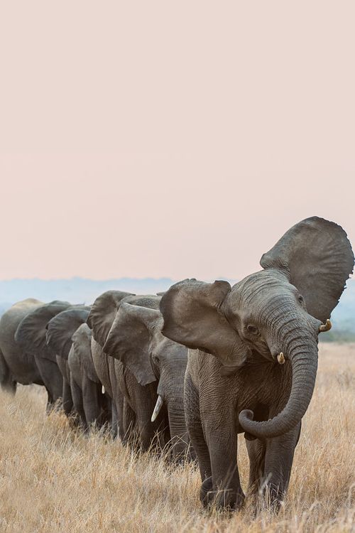 ElephantFamily