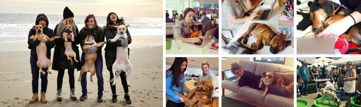 bark-box-team-gift-guide-dog.jpg