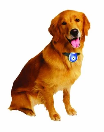 pet's-eye-view-camera-gift-guide-dog.jpg