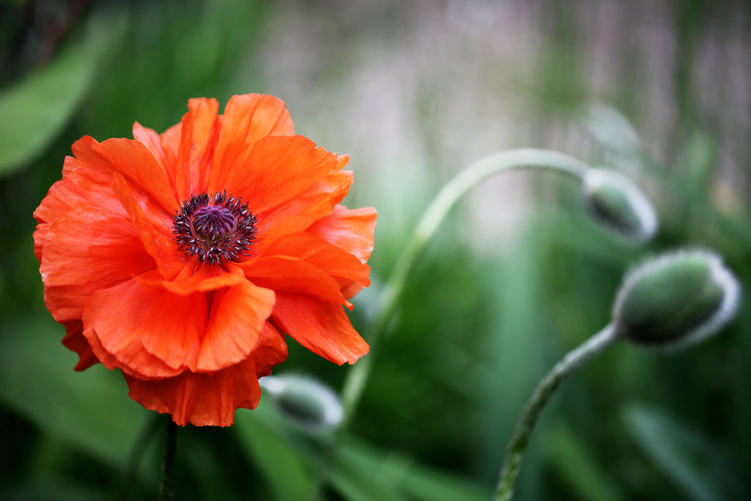 Poppy+8x12.jpg