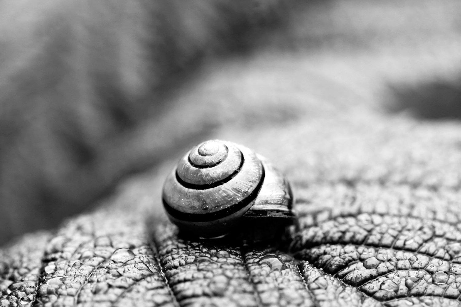 snail+bw+8x12.jpg