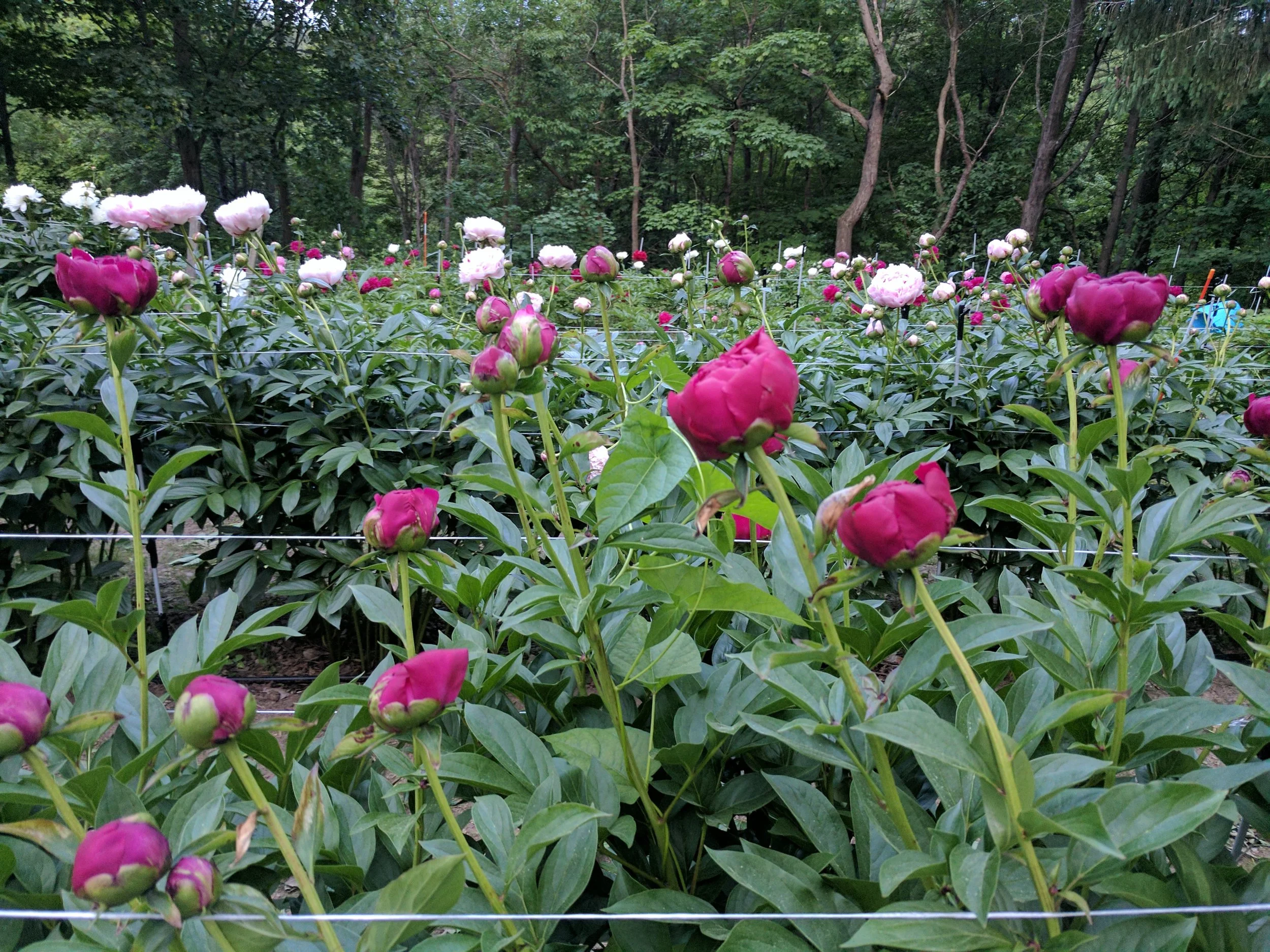 2017-06-13 20.17.59.jpg
