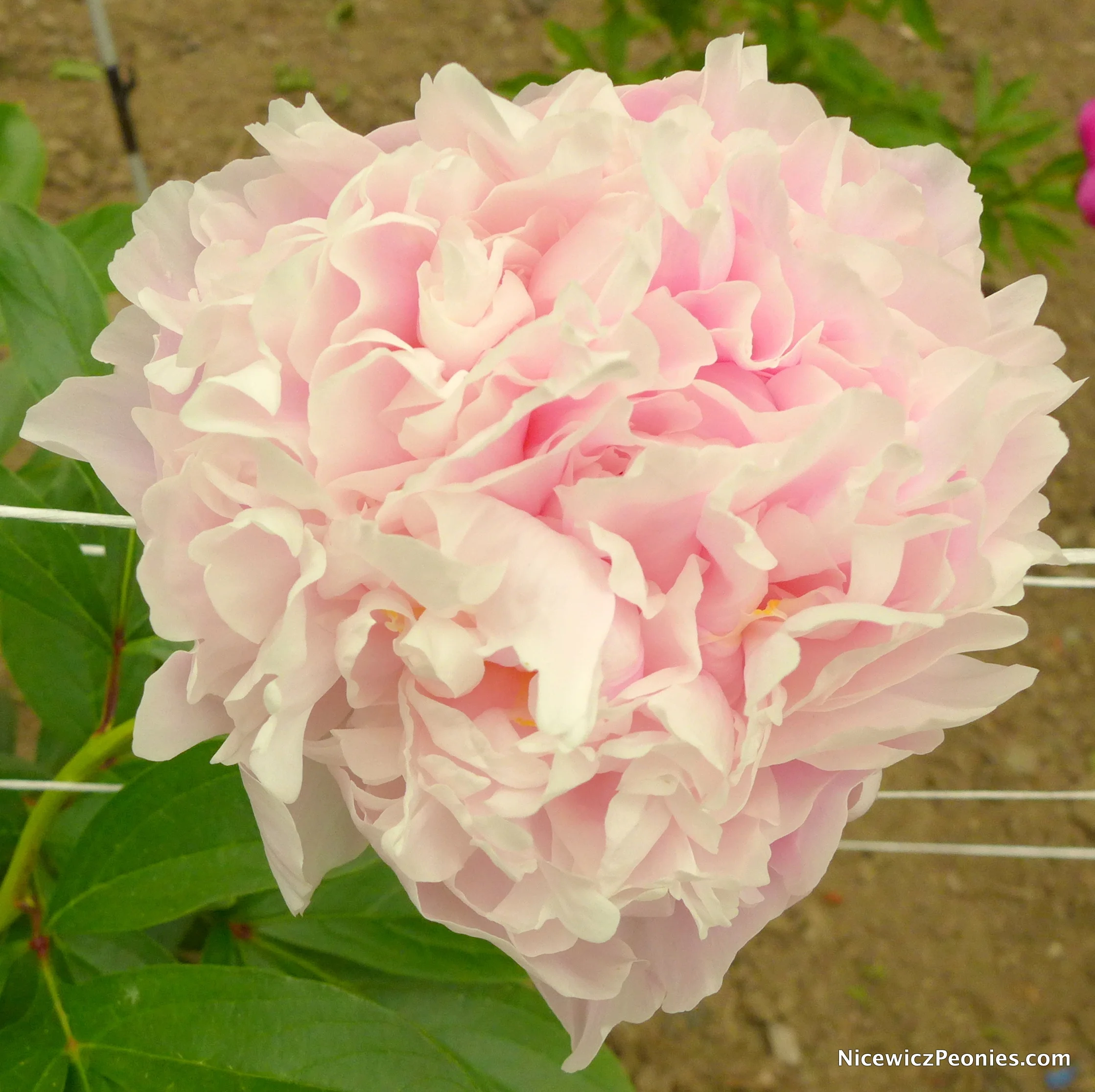 flower_2016.jpg