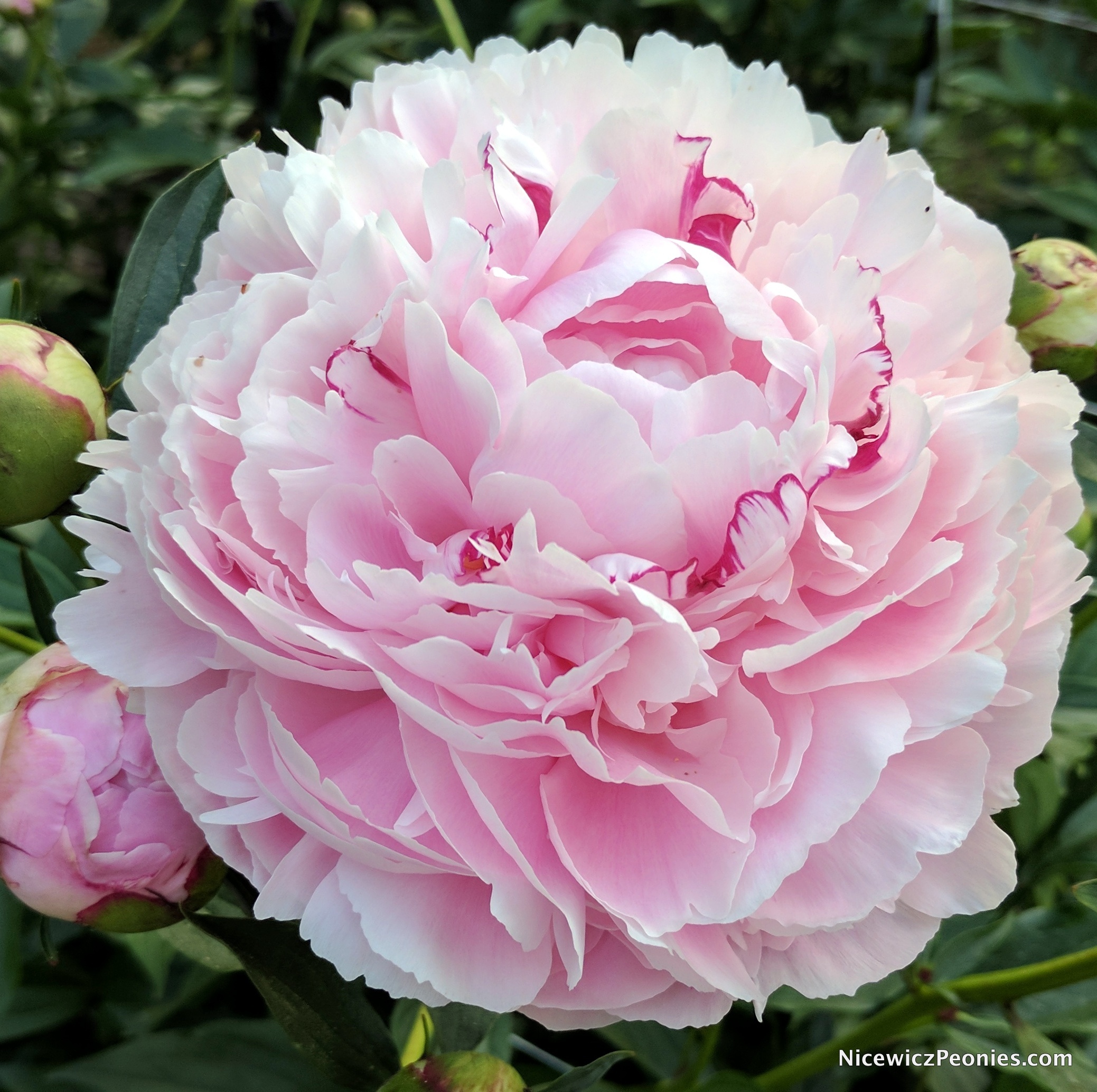 sarah_bernhardt2_2017.jpg