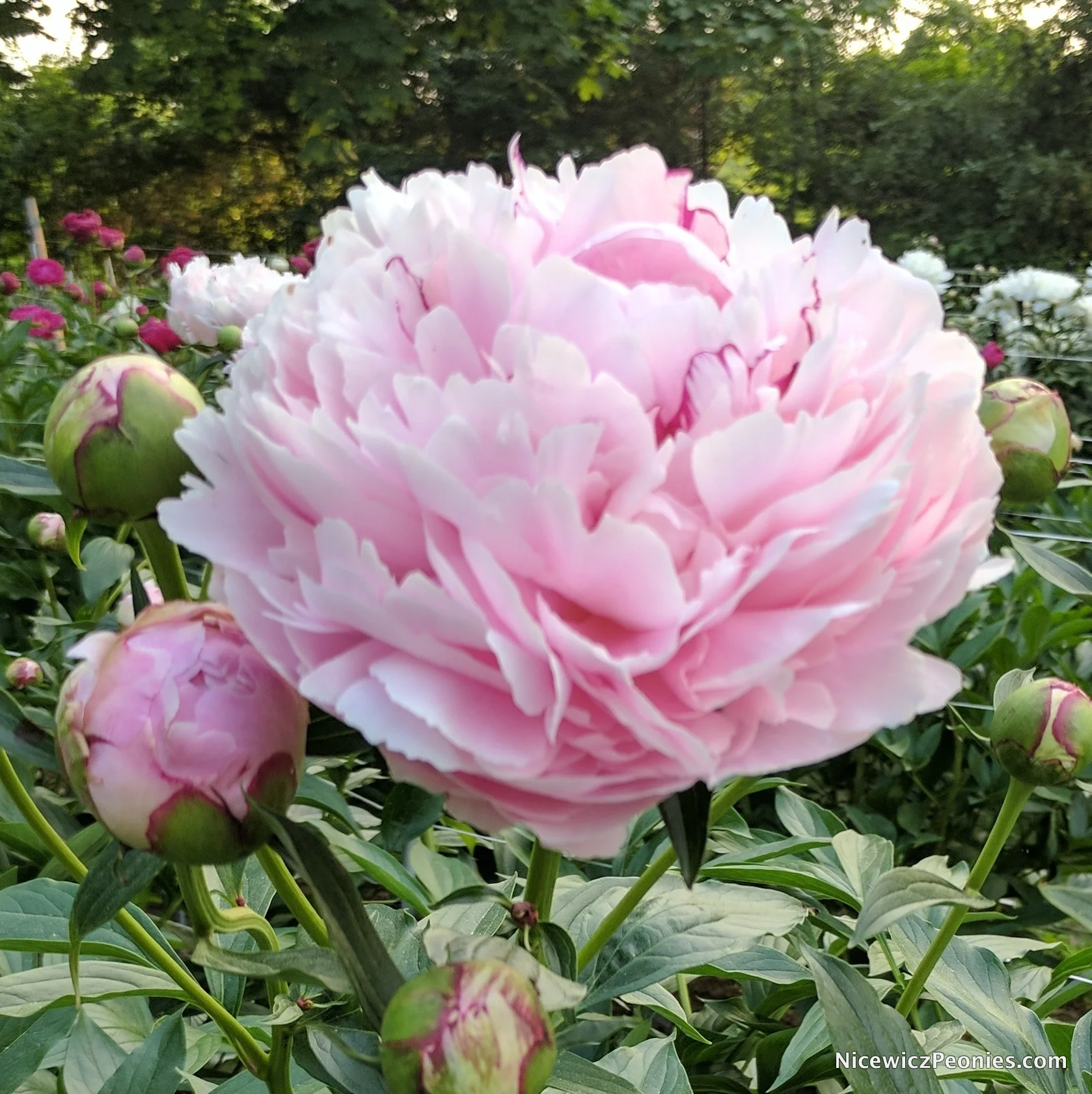 sarah_bernhardt_2017.jpg