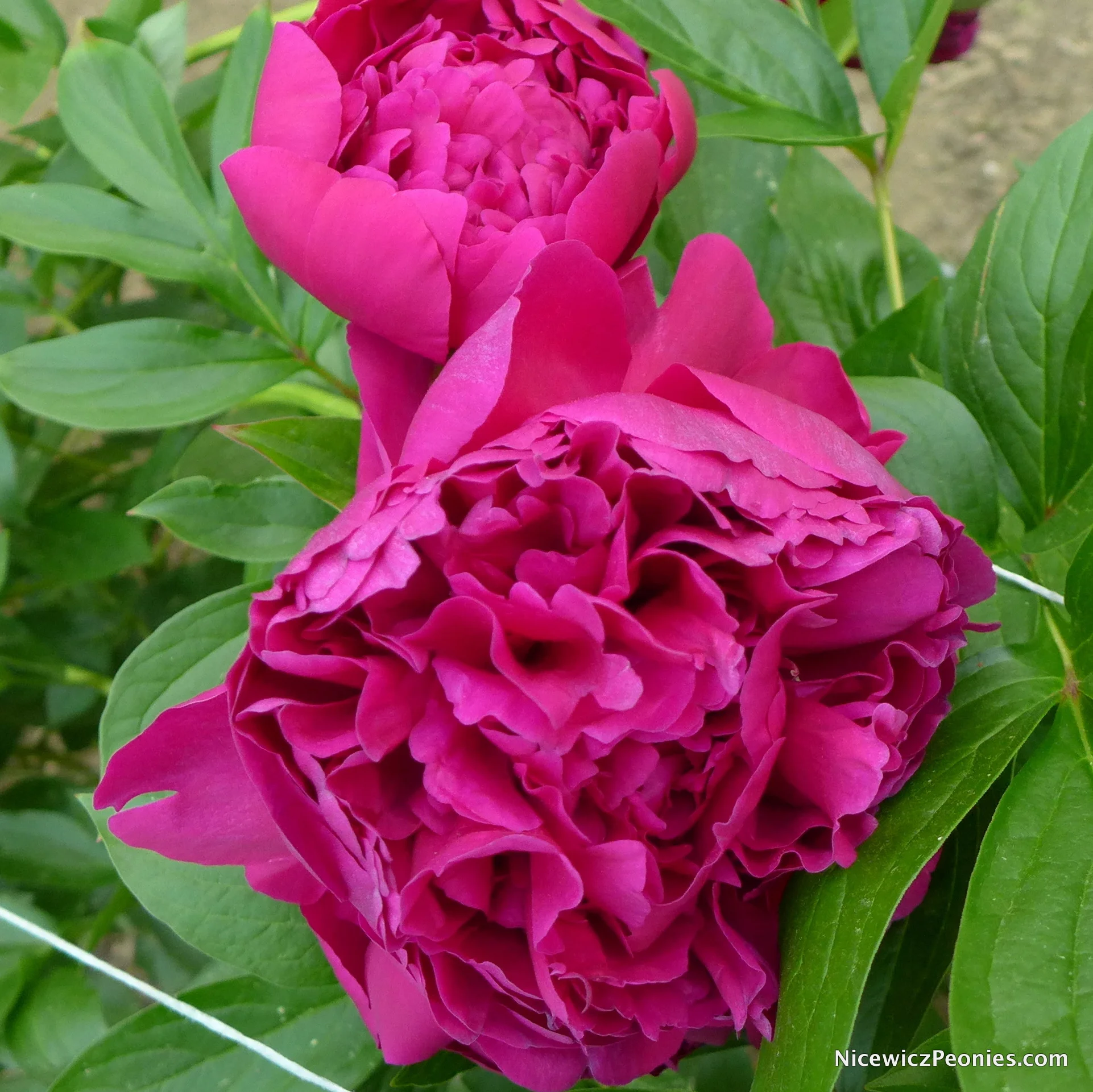 flowers_2016.jpg