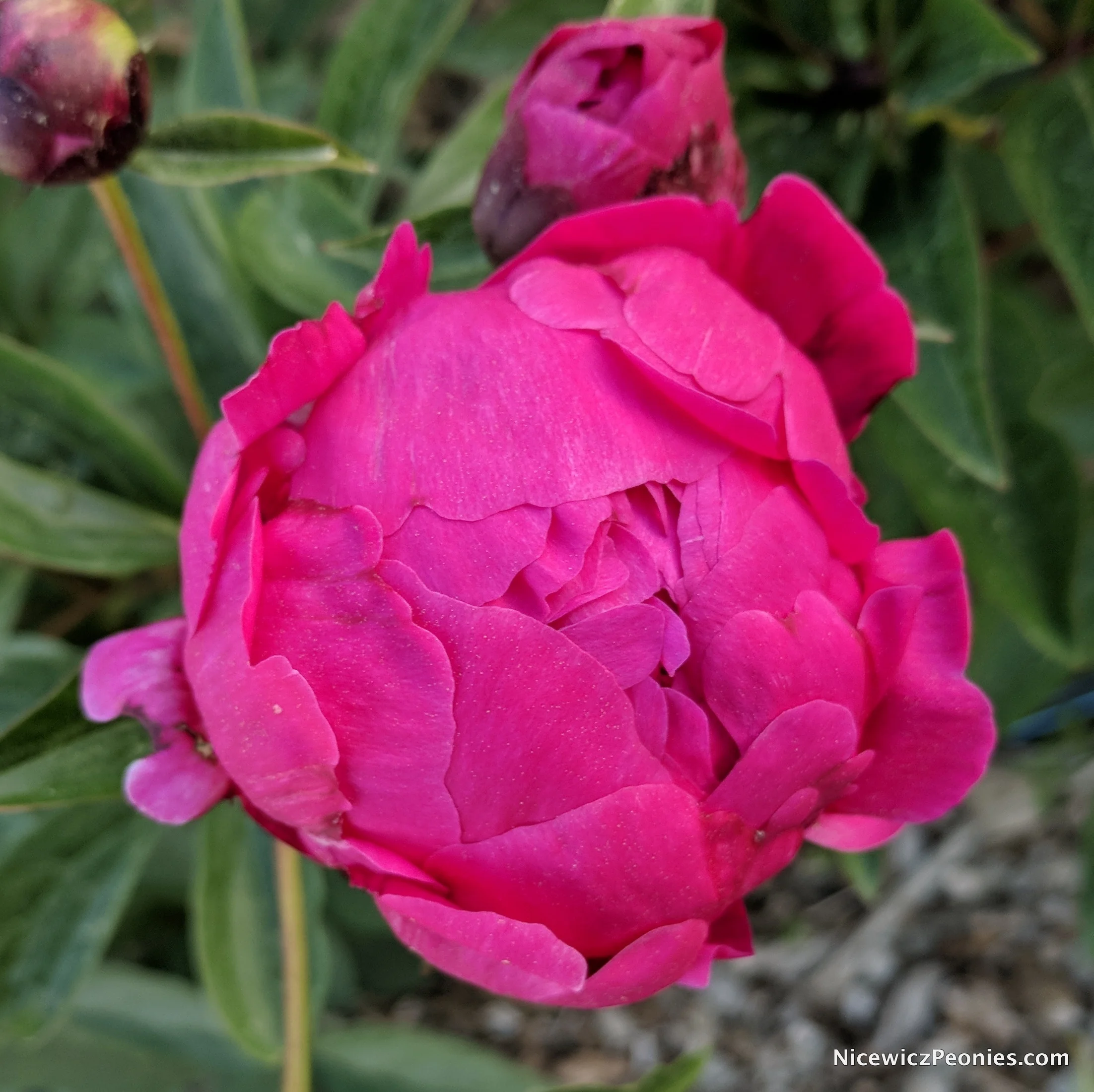 flower2_2018.jpg