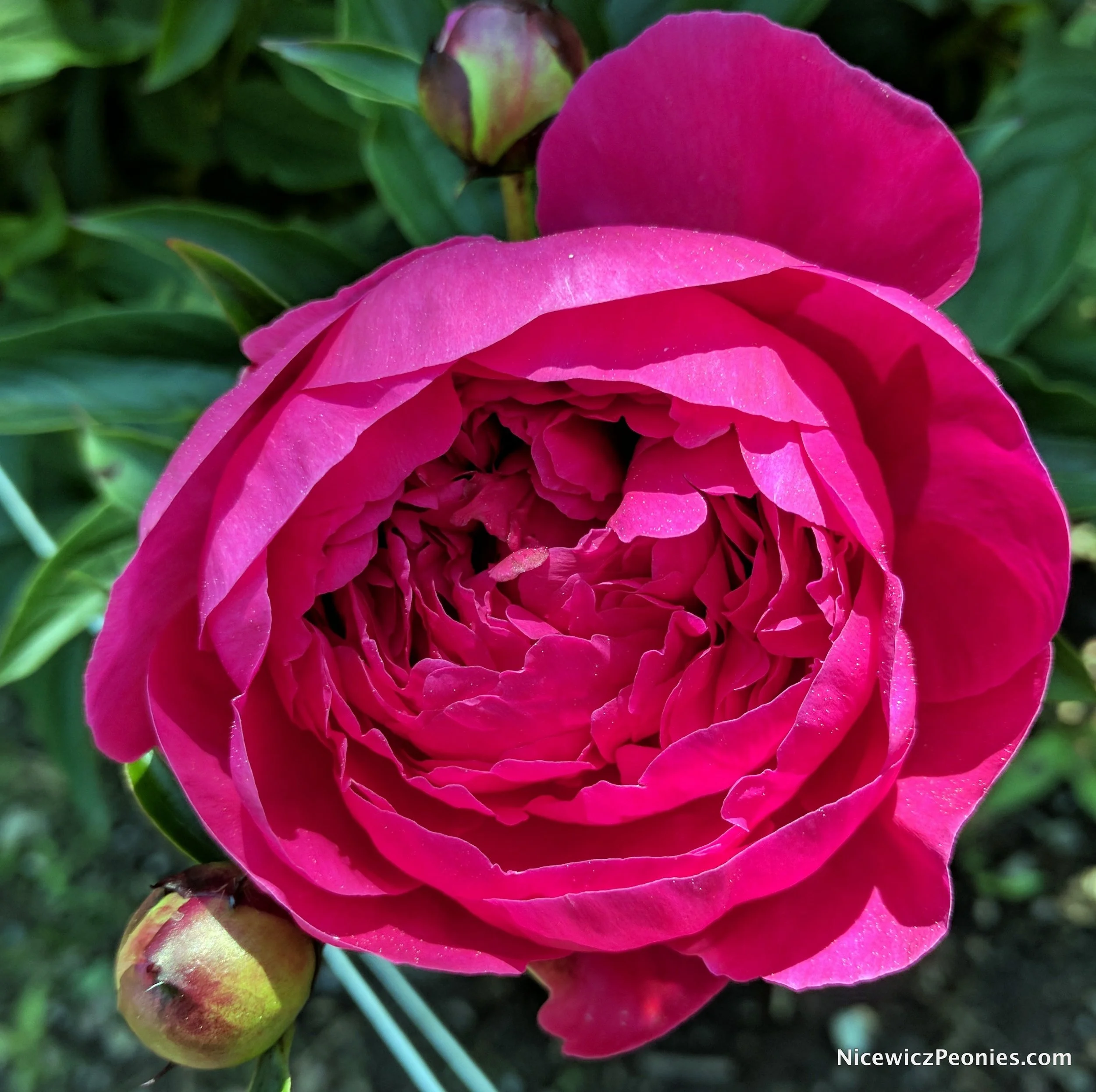 flower2_2017.jpg