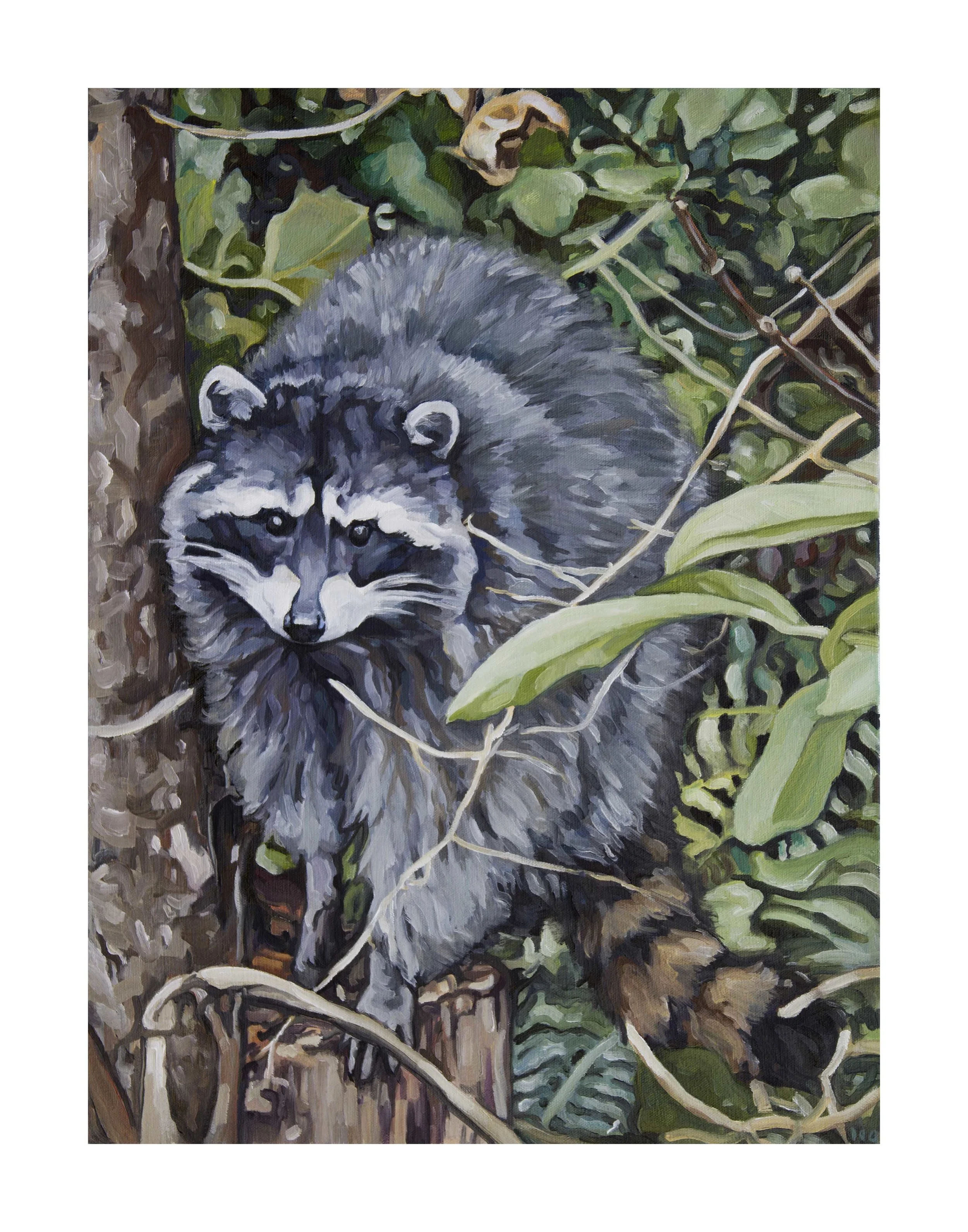 Raccoon Print