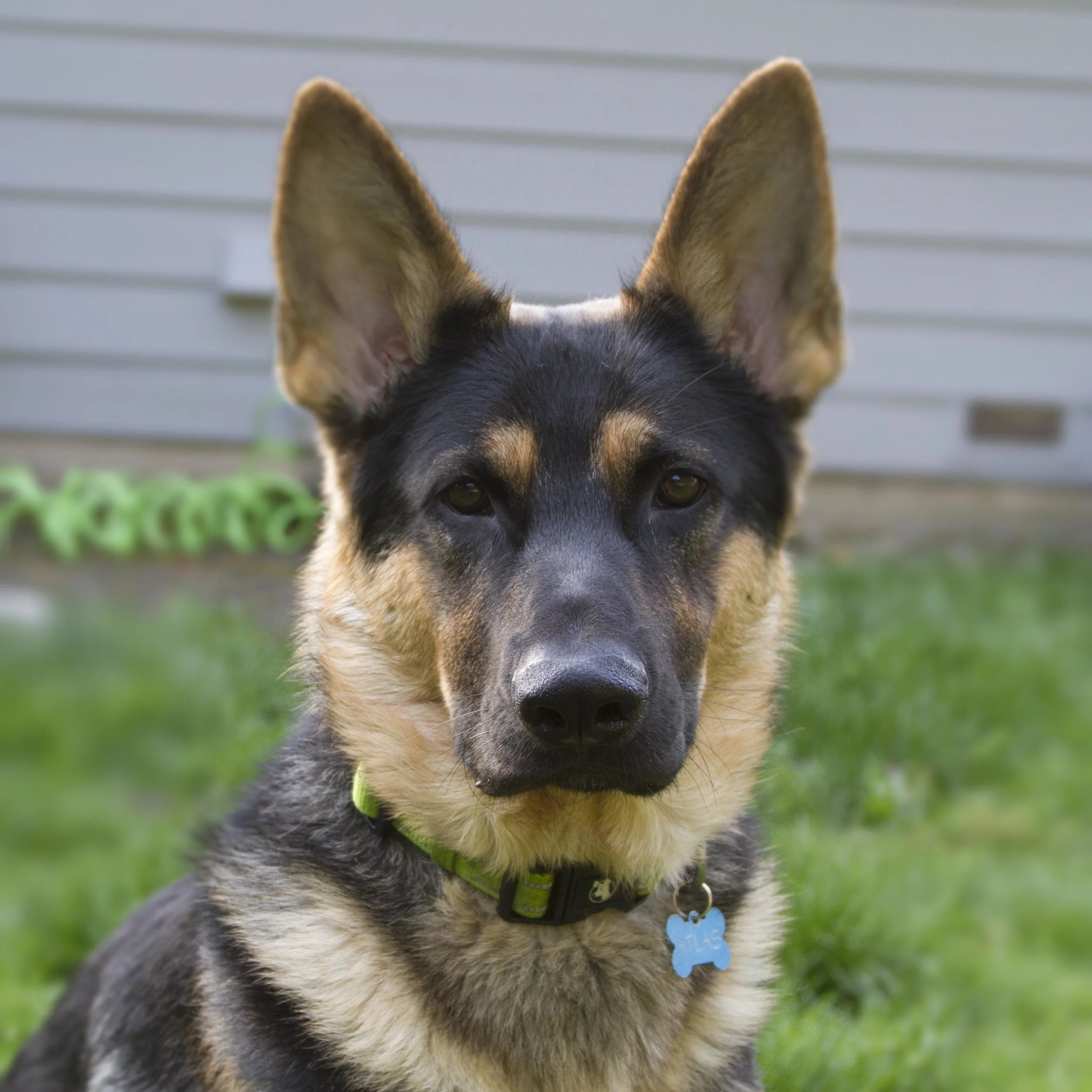 For a close up portrait of your pet, make sure you fill up the viewfinder with your pet, rather than taking a far off photo that you have to zoom in on. This will make sure we can see the details.