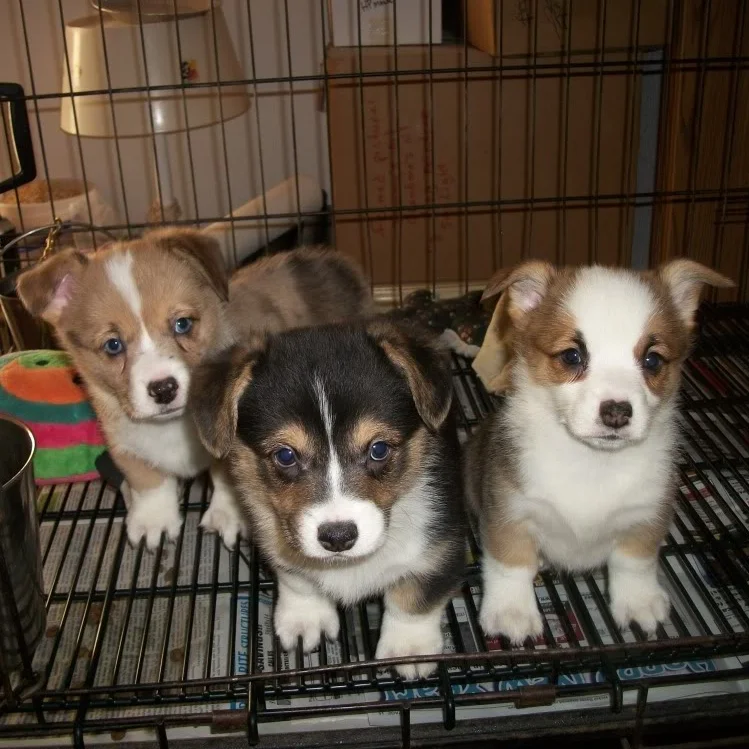 Theo and his litter, he was the goofy looking one! 