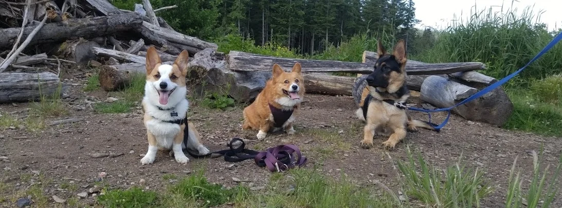 Theo, Rainier and Atlas in a very rare photo of all 3. 
