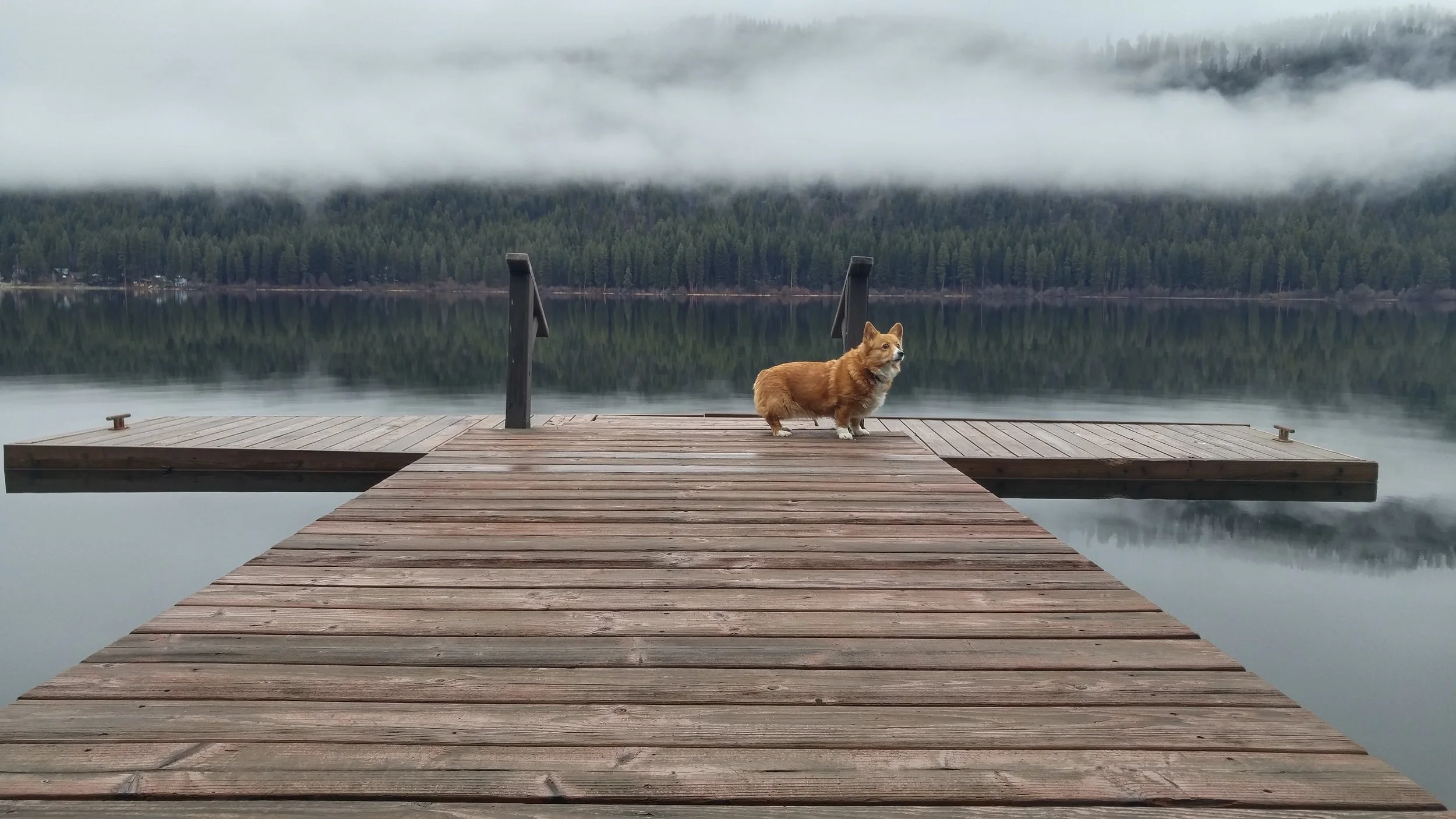 Majestically Floofy!