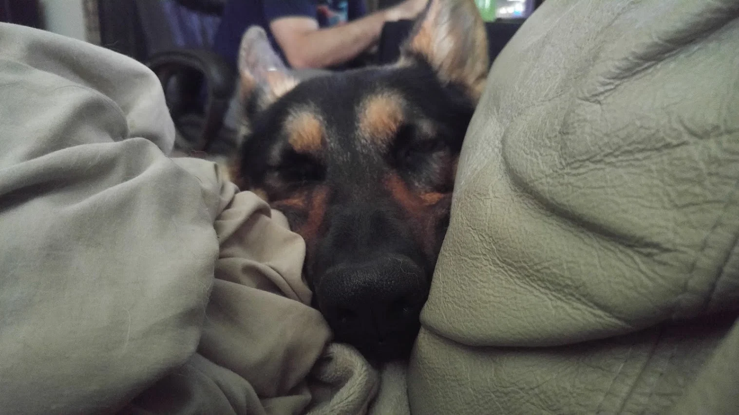 A sleepy dog! 