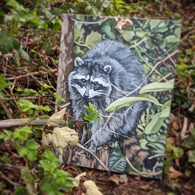 Happy Earth Day! Please take care of it every single day. 
This is an older painting  but it sums up the wildlife in my yard these days! //
#earthday #everydayisearthday #wildlifeart #wildlifepainting #raccoon #paintings #oilpainting #fineart #art #w
