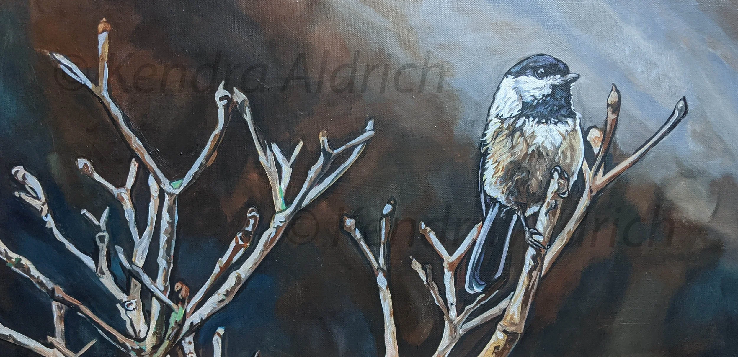 Chickadee C.jpg