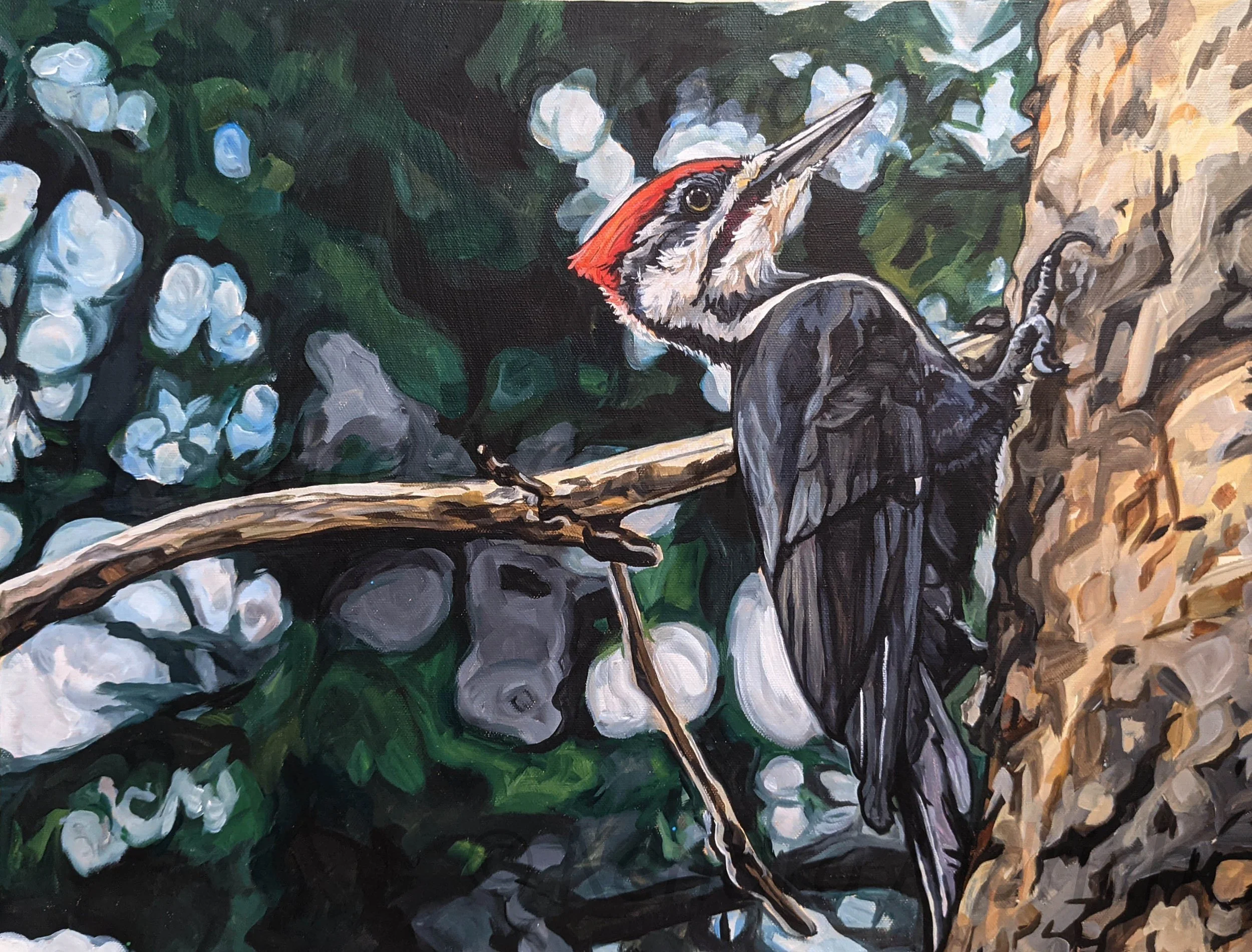 Pileated C.jpg