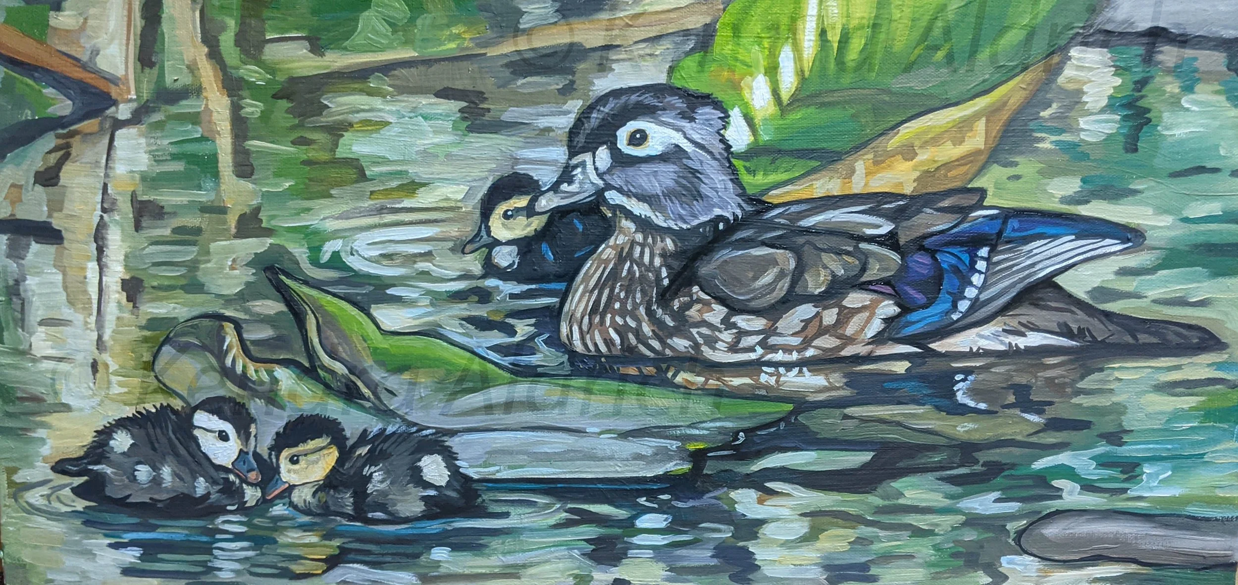 Ducks C.jpg