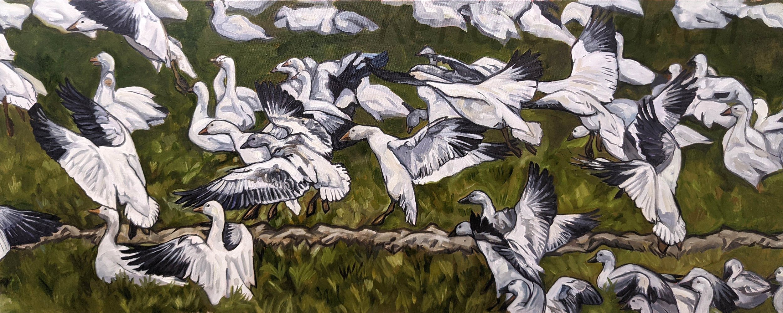 Snow Geese C.jpg
