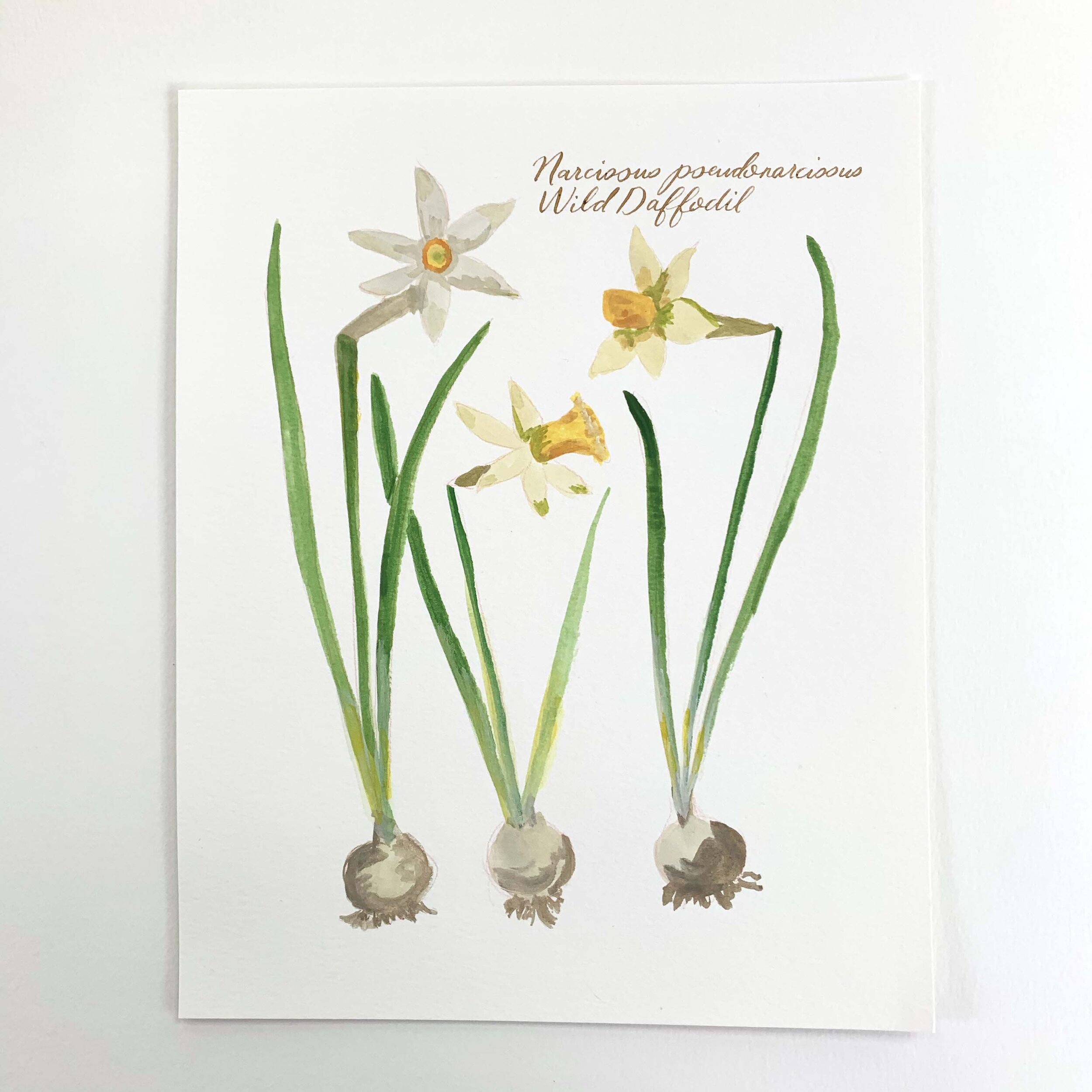Daff.jpg