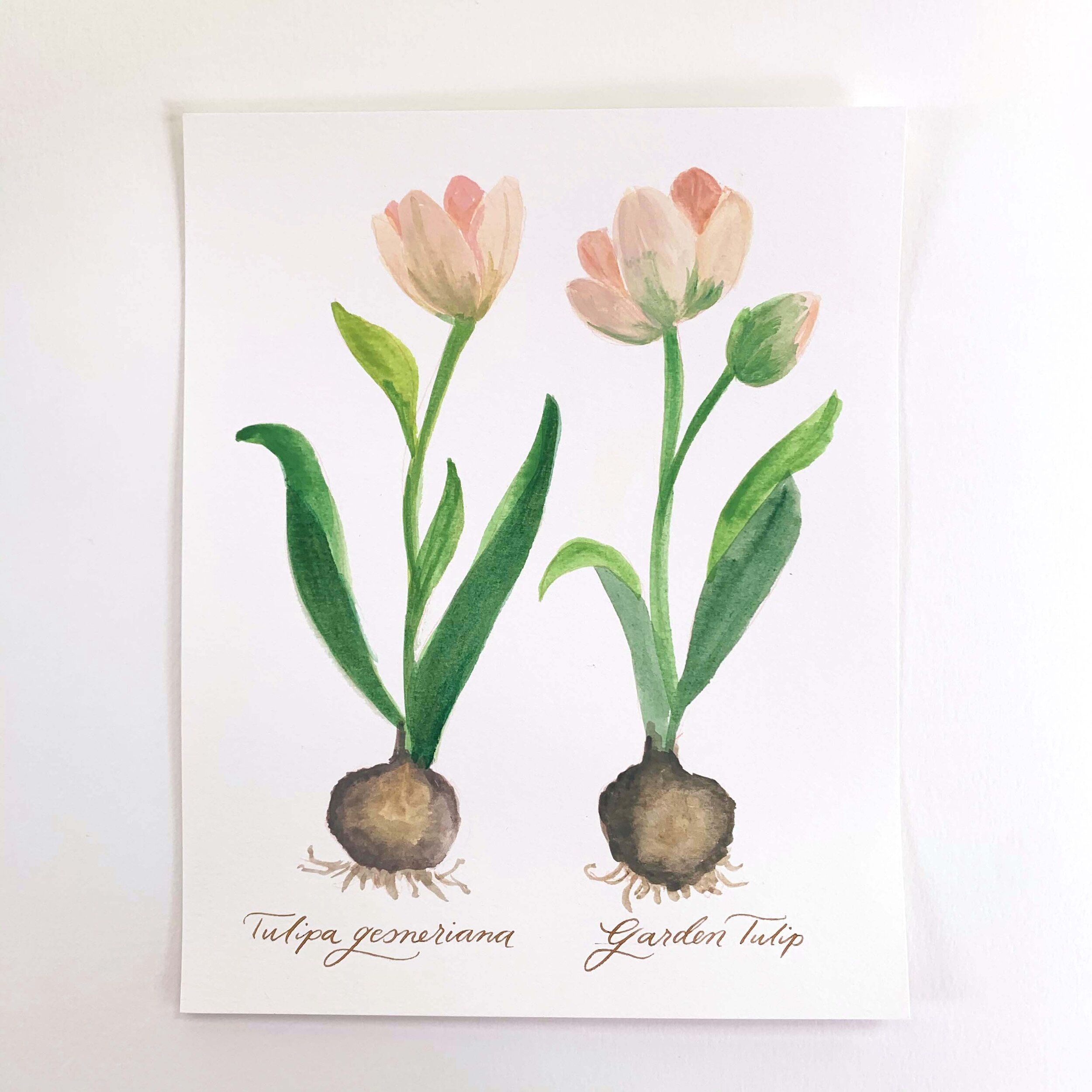 Botanical No. 4 - Tulip