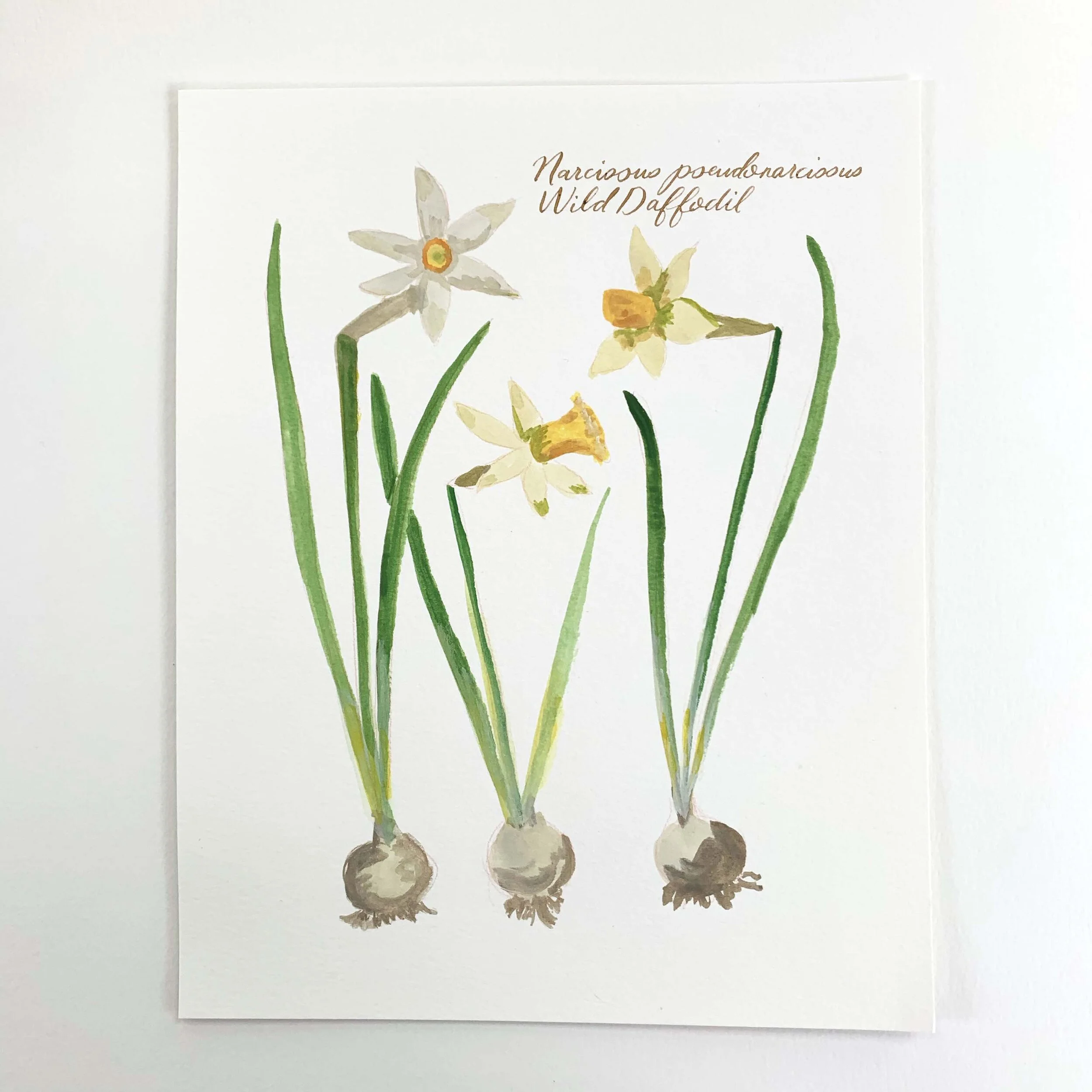 Botanical No. 2 - Wild Daffodil