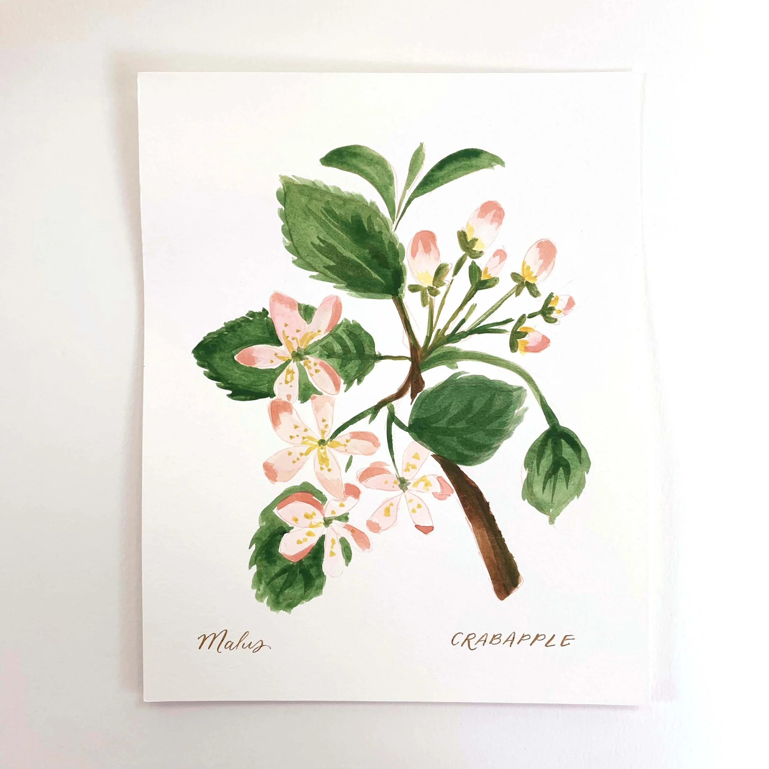 Botanical No. 3 - Crabapple