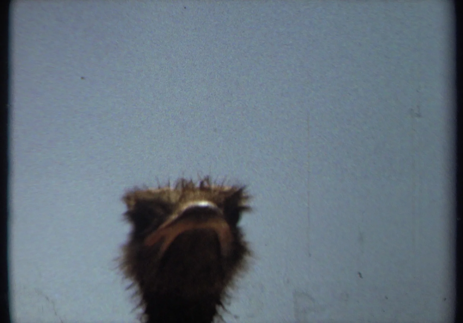 Anne Hollowday_Bird Watching_7.jpg