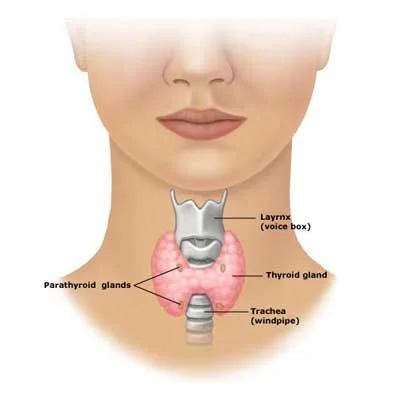 Thyroid-Gland-Location.jpg