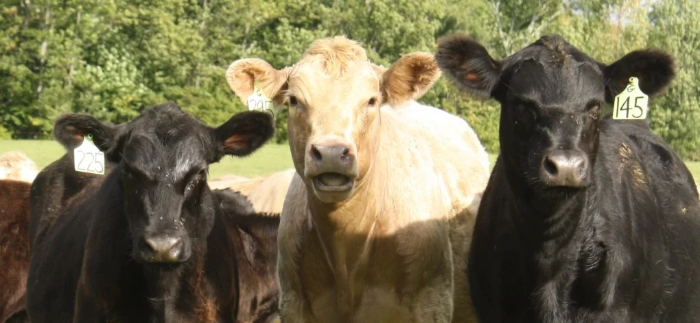 In retirement, Laura Tenney is playing show tunes and herding cattle.