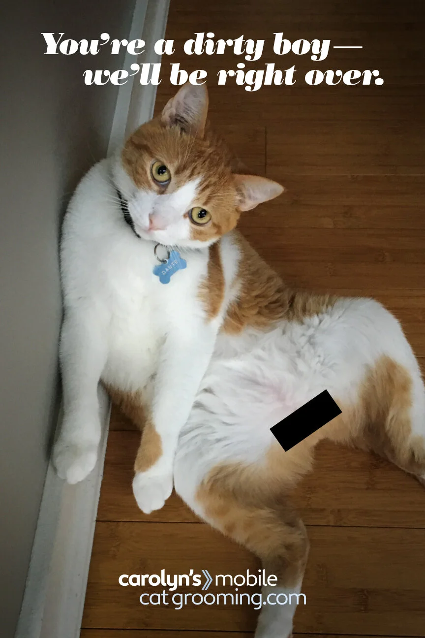 carolyn's cat grooming