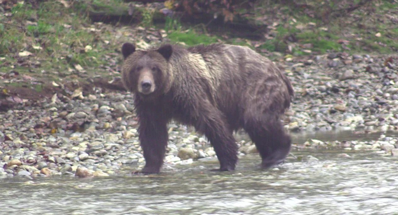 Episode 4: Campbell River