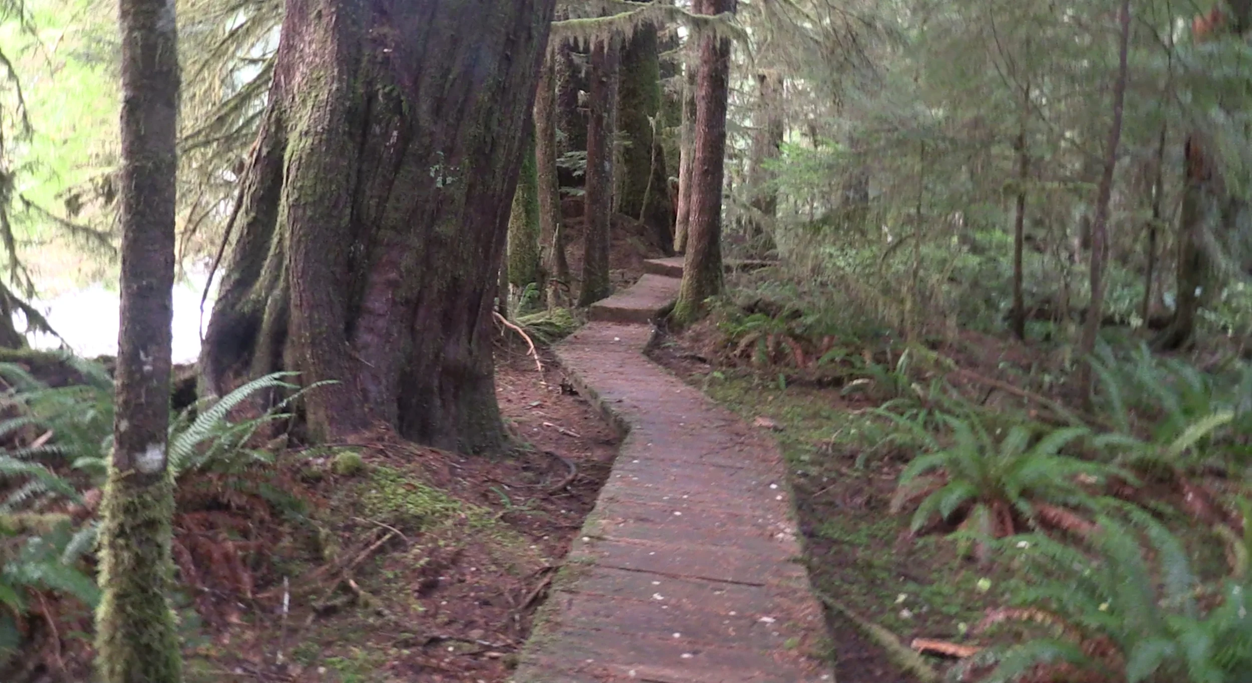 Boardwalk at Carmanah