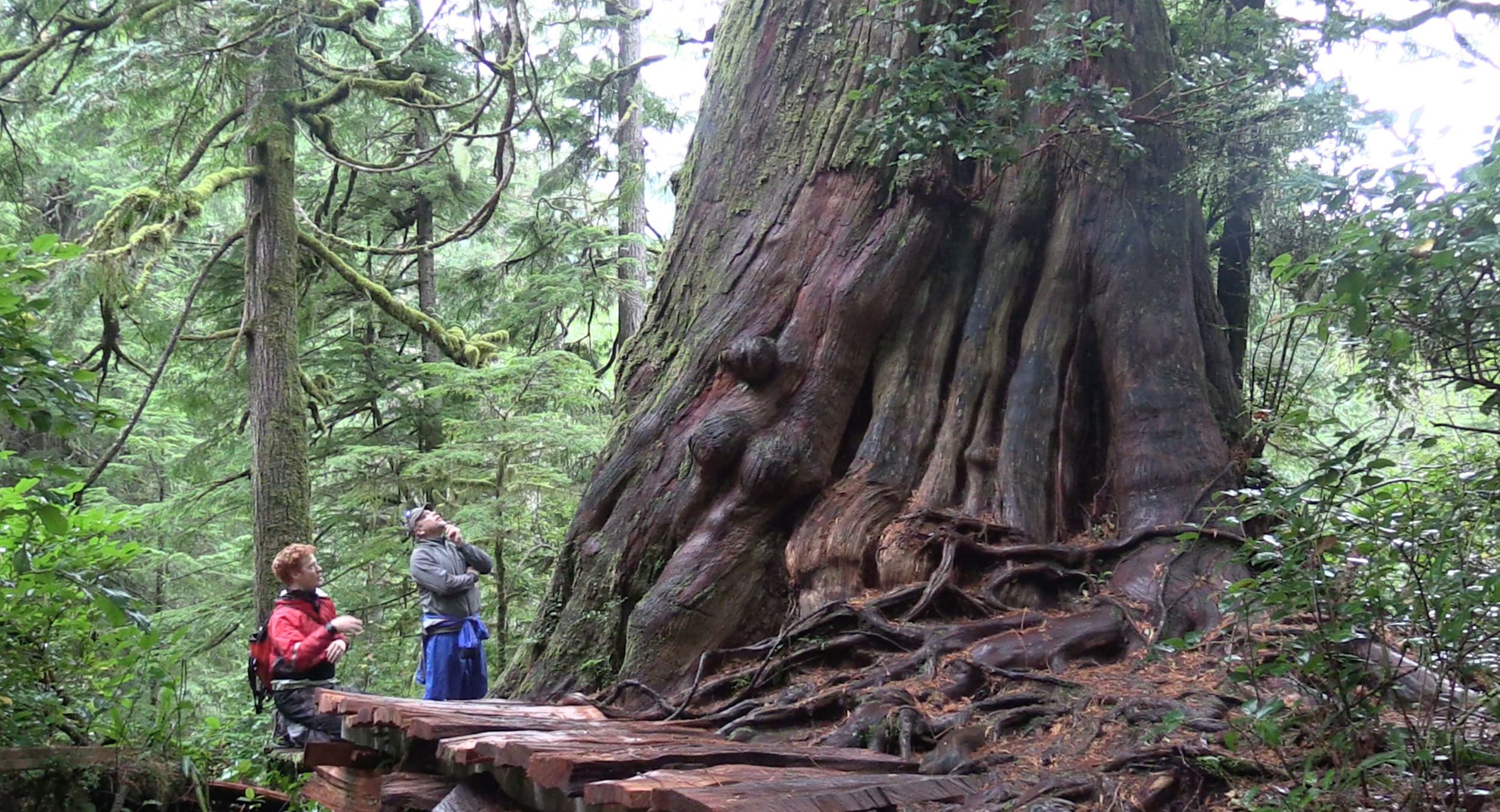Meares Island...an incredible place