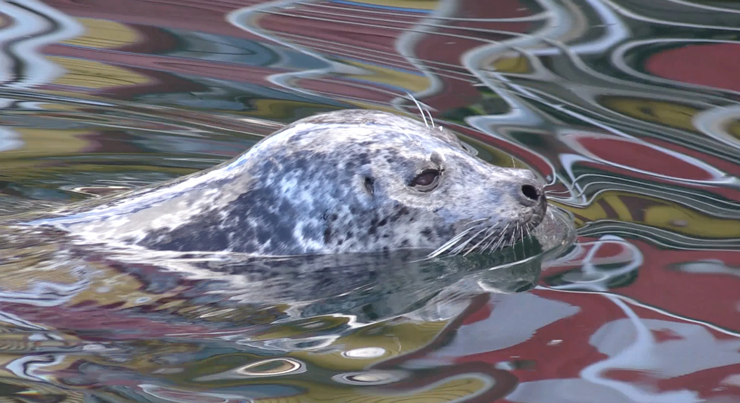At Fisherman's Wharf