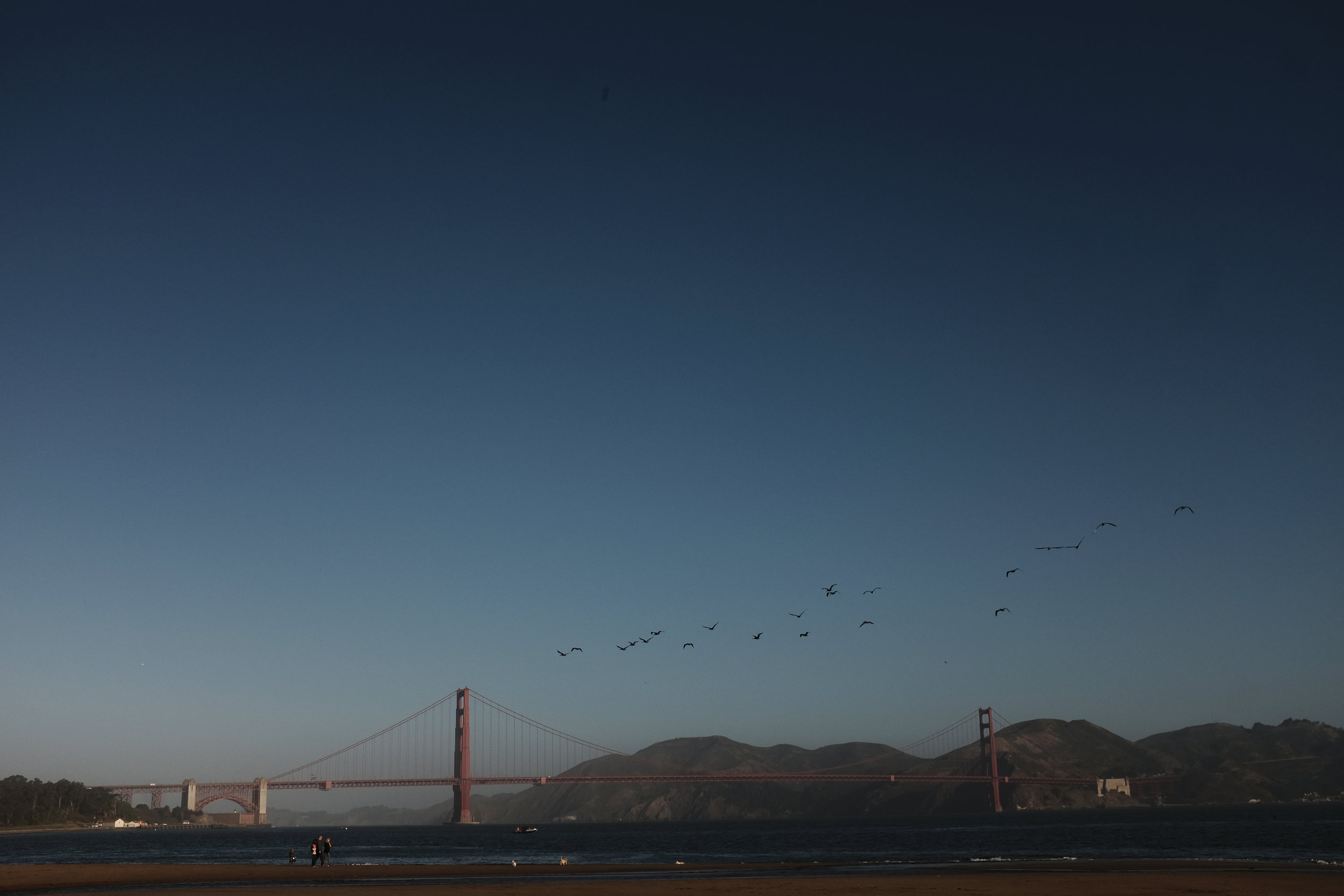 ggbridge_pelicans.jpg