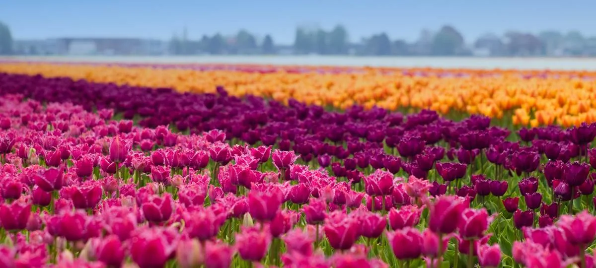 Spring-colours-of-Amsterdam.jpg