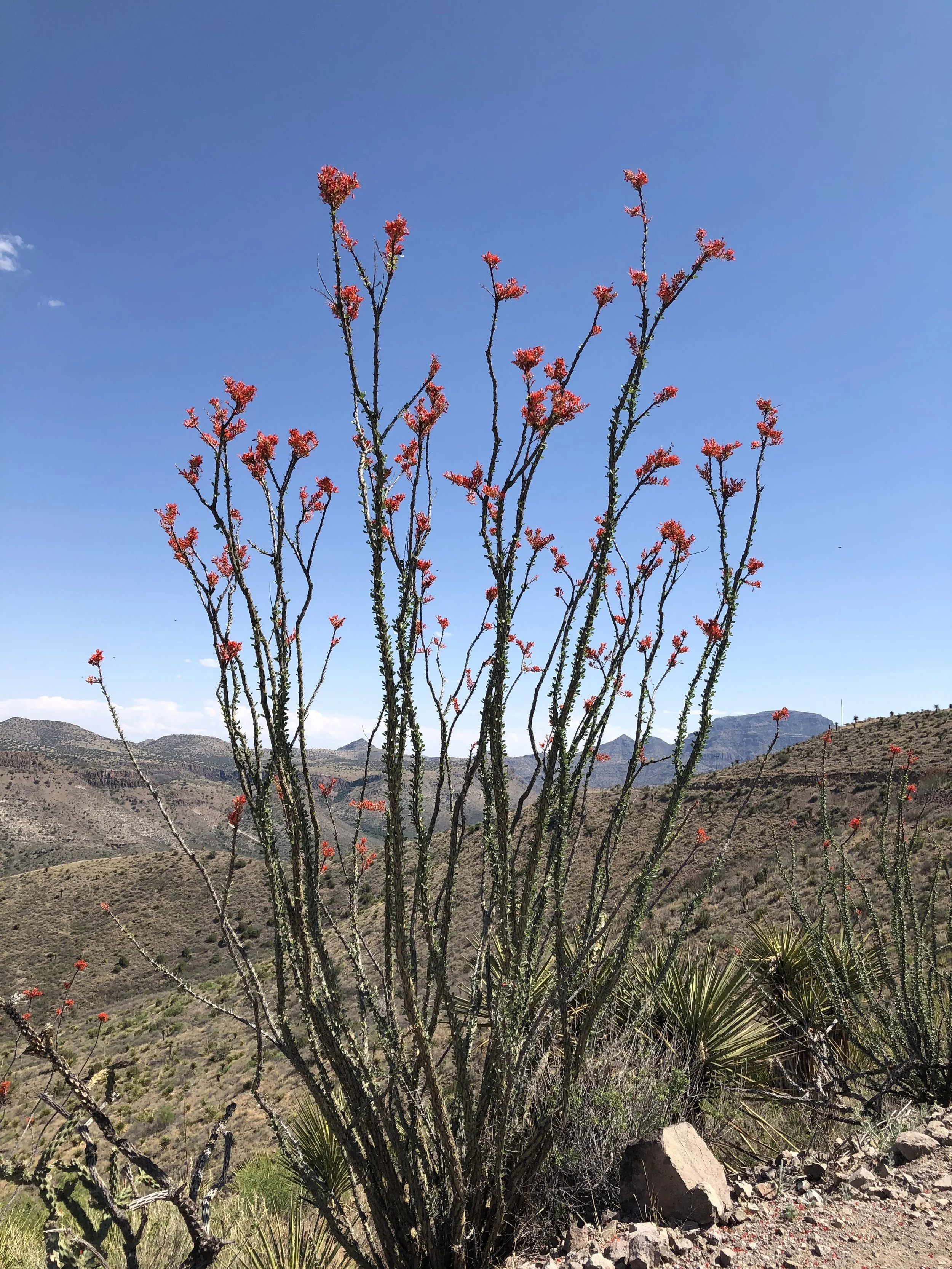 Ocotillo4.jpeg