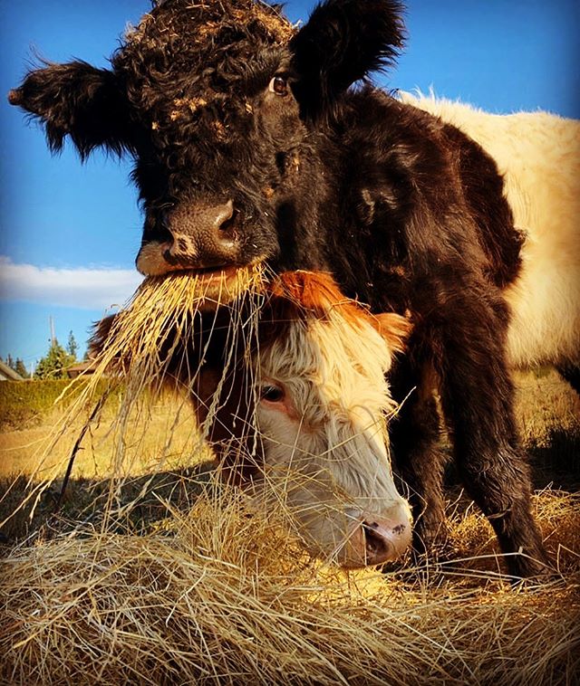 Just a couple of ladies stuffing their faces full of tasty fresh haylage. We use slightly fermented grass to capture more of its freshness to mimic the pasture buffet the cows are accustomed too from their summer grazing. Grass fed beef available @co