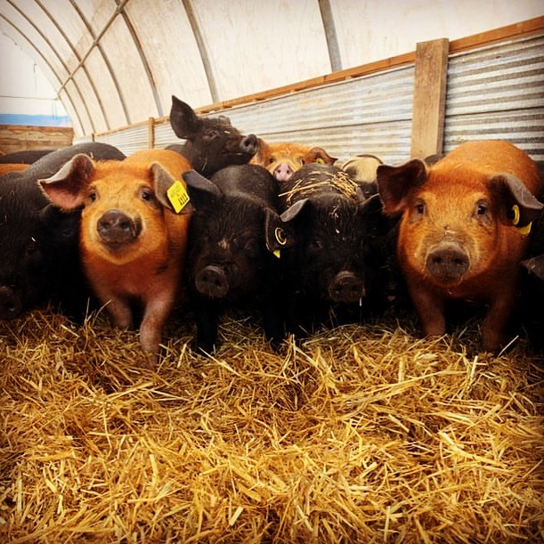 Piglets! These little fellas will always bring a smile to ones face, rambunctious buggers! #heritagepigs #piglets #straw #winteraccomodation #lentelusfarms #courtenaybc #vanisland #comoxvalley