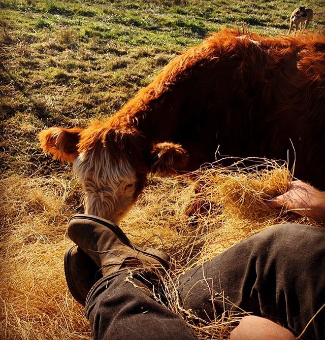 Cows and boots. Sitting on hay bales and watching cows, it&rsquo;s real tough being a farmer some days :) #cows #munchinghay #grassfedbeef #comoxbayfarm #lentelusfarms #courtenaybc #vancouverisland