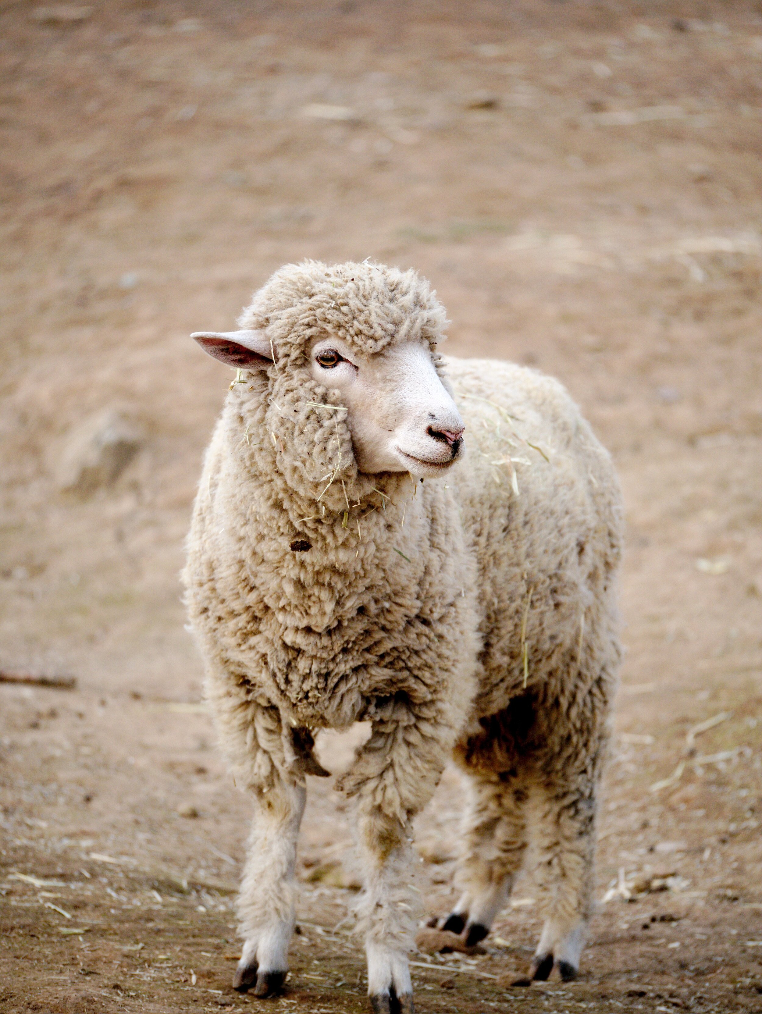 Lamb Abattoir Service