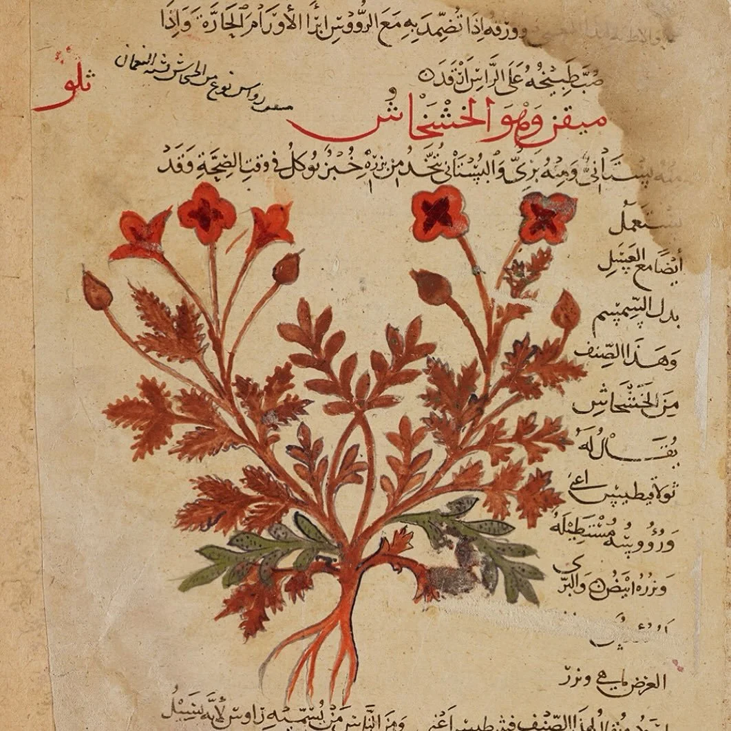 poppy illustration from kitab al-hasha&rsquo;ish (the book of herbs), 17th century