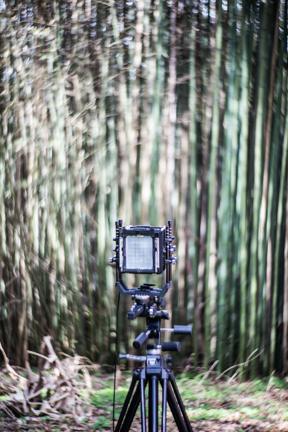 Zack's 4x5 film camera poises patiently at poet Darrell Bourque's bamboo backyard This project was helped by a grant from the New Orleans Jazz and Heritage Foundation Community Partnership Grant