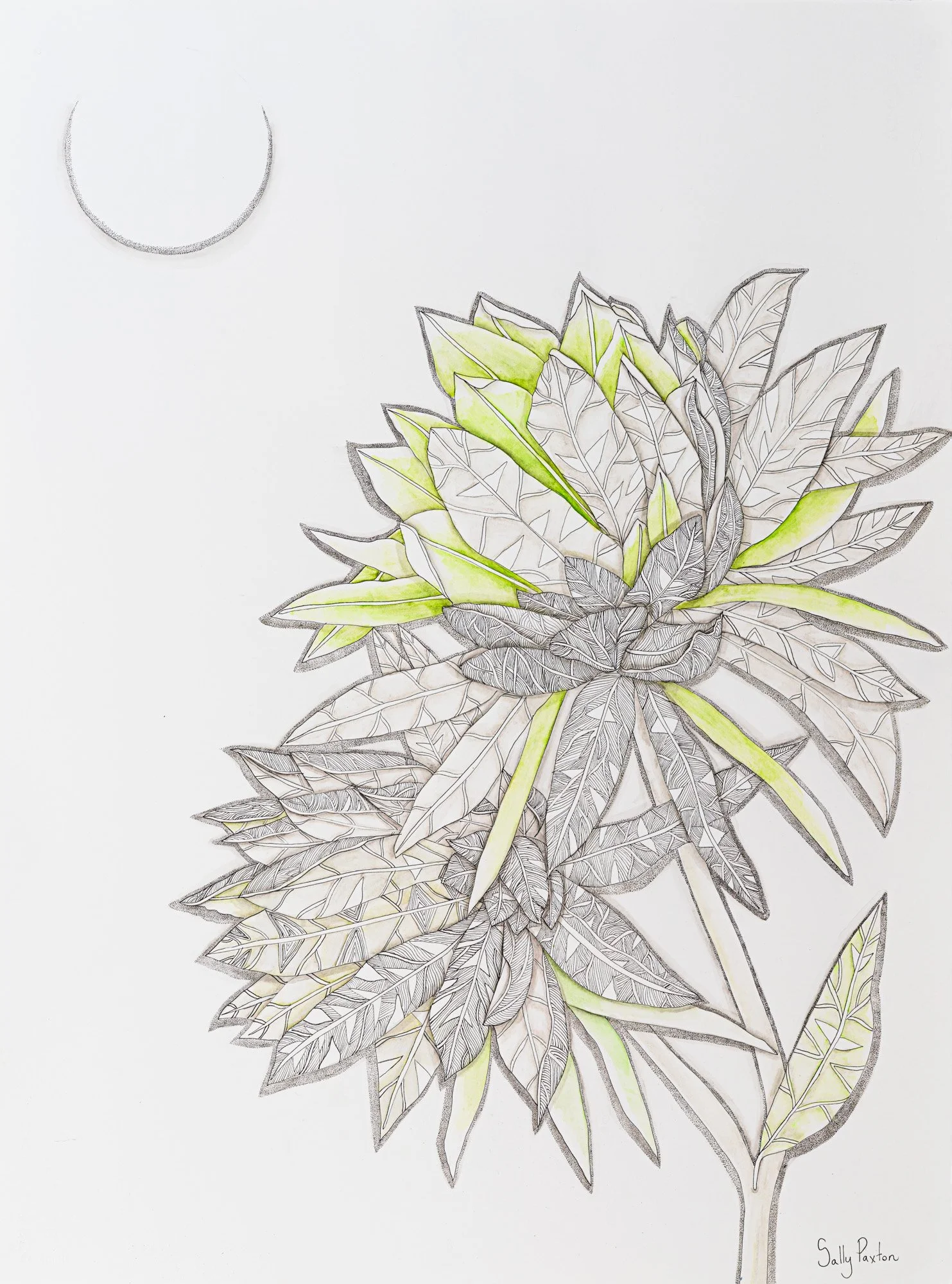 Ever Green -
     Pigment ink on Arches paper
77 x 57 cm
framed $2500 AUD
unframed $2,000 AUD
Available through Artist