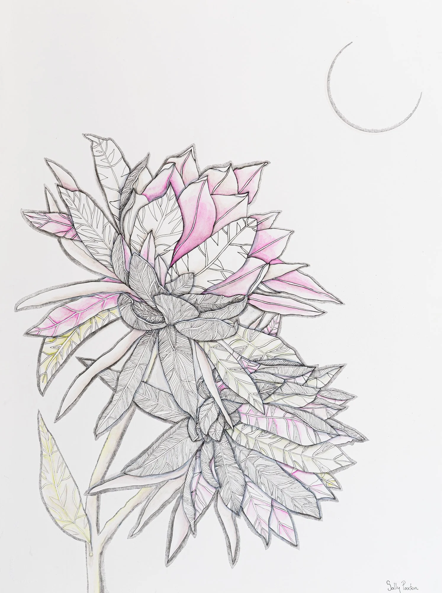 Pink Wish -
     Pigment ink on Arches paper
77 x 57 cm
framed $2500 AUD
unframed $2,000 AUD
Available through Artist