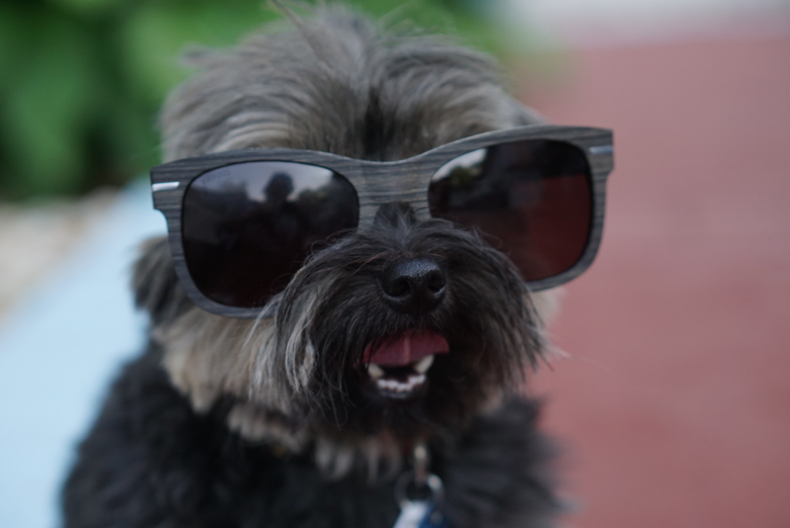Paris posing the Cotton eyewear collection