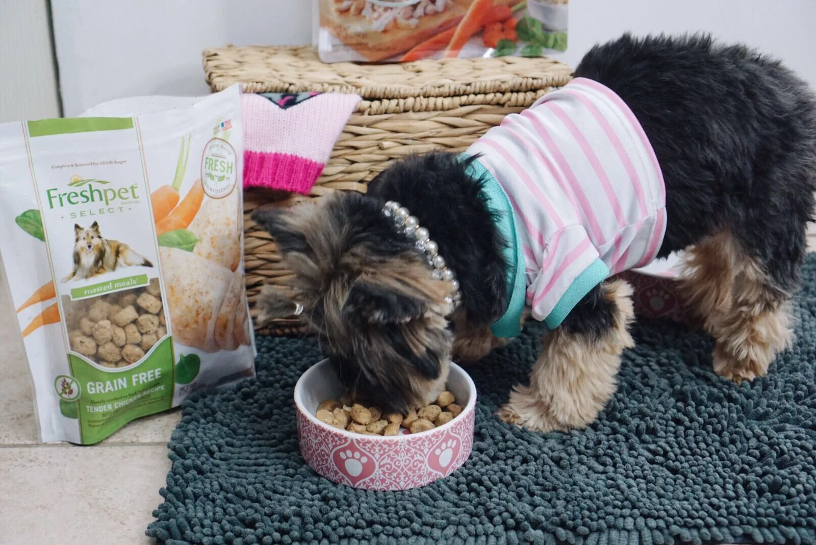 best food for my yorkie