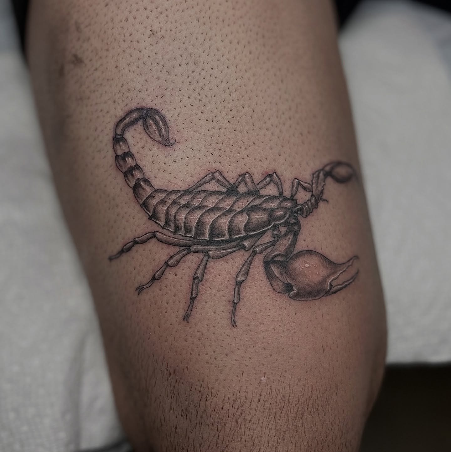 Need a little fine-line in your life?
Say no more, we got ya!
•
Scorpion by @ray_herrera_
•
Walk-ins welcome, Appointments preferred.
•
Book directly with Ray or
set up a consultation online by visiting
🏆 WWW.SUPERFLYTATTOO.COM
&b