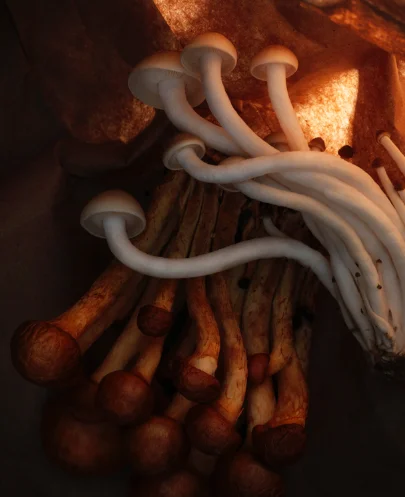 Mushrooms_After.jpg